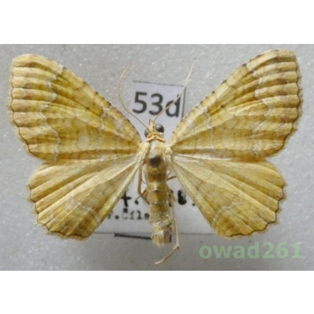 Camptogramma bilineata (Linnaeus, 1758) Slovakia53d